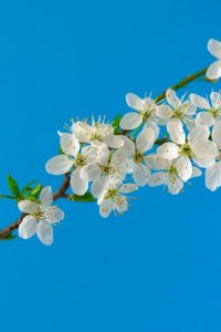 cherry blossoms, sakura, flowers